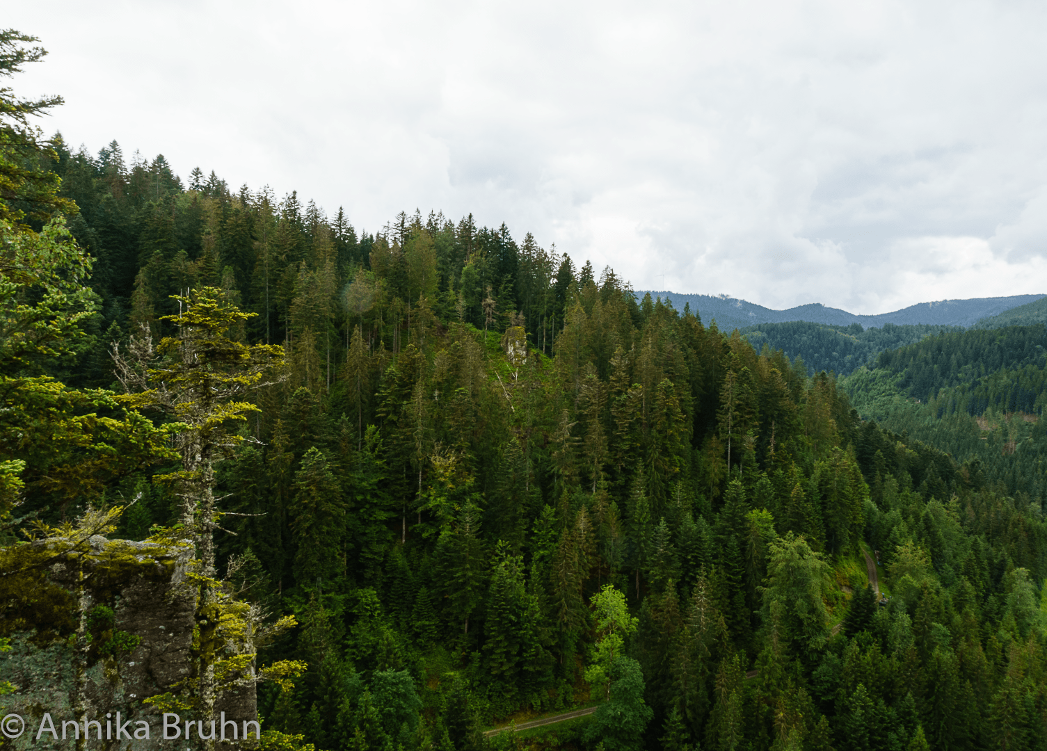 Aussicht auf das Tal Burgbach